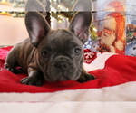 Small Photo #14 French Bulldog Puppy For Sale in OSHKOSH, WI, USA