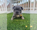 Small Photo #32 French Bulldog Puppy For Sale in PLEASANTON, CA, USA