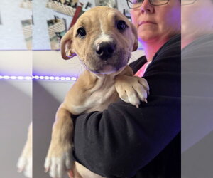 Ulna - Female American Staffordshire Terrier Dog for Adoption - Photo #5