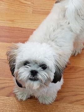 Medium Photo #1 Zuchon Puppy For Sale in LAKEVILLE, MN, USA