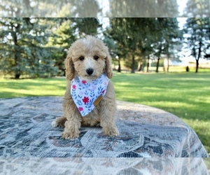 Poodle (Toy) Puppy for sale in BOSWELL, IN, USA