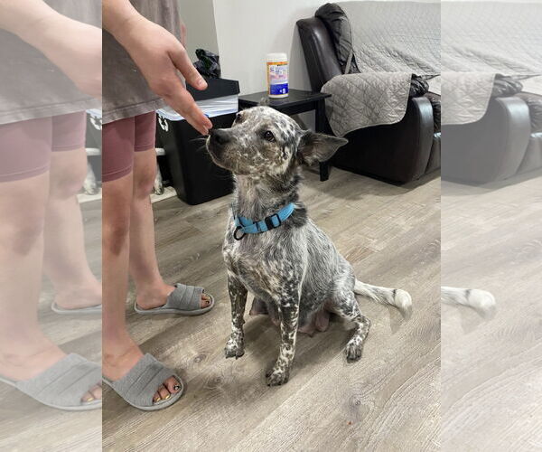 Medium Photo #4 Mutt Puppy For Sale in Garden City, NY, USA