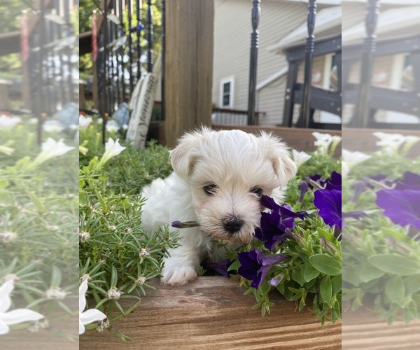Medium Photo #2 Maltese Puppy For Sale in FREDONIA, KS, USA