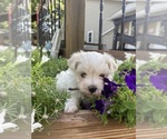 Small #1 Maltese