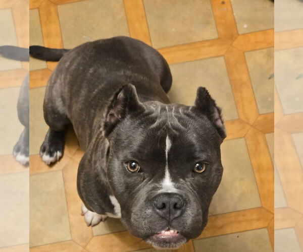 Medium Photo #4 Bulldog-Unknown Mix Puppy For Sale in St. Louis Park, MN, USA