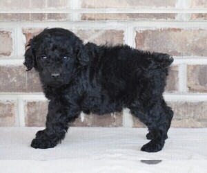 Poodle (Standard) Puppy for sale in NEW MARKET, TN, USA