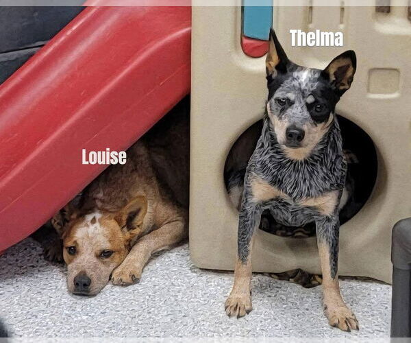 Medium Photo #3 Mutt Puppy For Sale in Highland, IL, USA