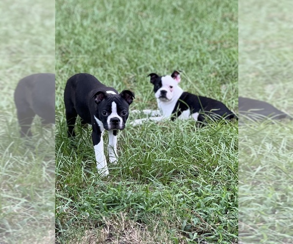 Medium Photo #4 Boston Terrier Puppy For Sale in SOUTHPORT, NC, USA