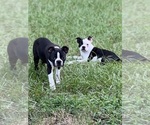 Small #3 Boston Terrier