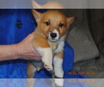 Small Photo #5 Pembroke Welsh Corgi Puppy For Sale in FALLS CITY, OR, USA