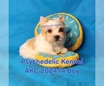 Image preview for Ad Listing. Nickname: AKC 2024 AI Boy