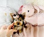 Small #1 Yorkshire Terrier