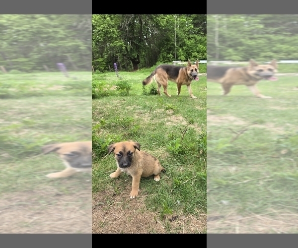Medium Photo #4 German Malinois Puppy For Sale in BANGOR, ME, USA