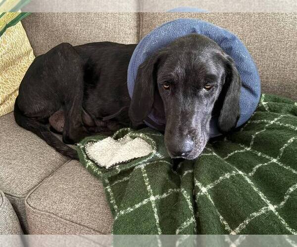 Medium Photo #1 Great Dane-Labrador Retriever Mix Puppy For Sale in Mundelein, IL, USA