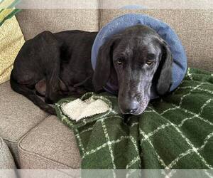 Great Dane-Labrador Retriever Mix Dogs for adoption in Mundelein, IL, USA