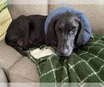 Small Great Dane-Labrador Retriever Mix