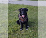 Small #2 Labrador Retriever Mix