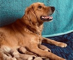 Small Photo #1 Golden Retriever Puppy For Sale in SANFORD, NC, USA