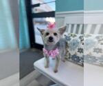 Small #2 Maltese Mix