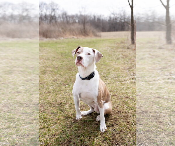 Medium Photo #10 Mutt Puppy For Sale in Crete, IL, USA