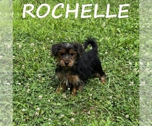 YorkiePoo Puppy for sale in HARTLAND, MN, USA