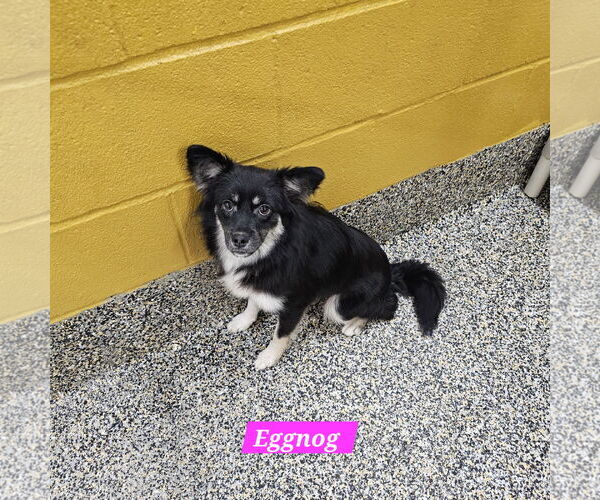 Medium Photo #1 Mutt Puppy For Sale in Metairie, LA, USA