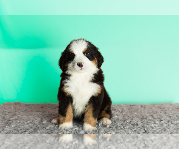 Medium Photo #4 Bernese Mountain Dog Puppy For Sale in WOLCOTTVILLE, IN, USA