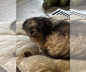Shih Tzu-Unknown Mix Dogs for adoption in Middlesex, NC, USA
