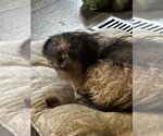 Small Shih Tzu Mix