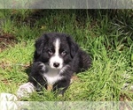 Puppy Buddy Australian Shepherd