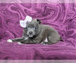 Small Photo #3 Chiranian Puppy For Sale in NEW FREEDOM, PA, USA