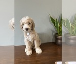 Puppy 7 Goldendoodle (Miniature)