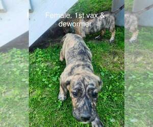 Labrador Retriever-Unknown Mix Dogs for adoption in Calgary, Alberta, Canada