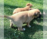 Small #3 Labrador Retriever Mix