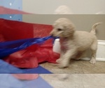 Small Photo #2 Goldendoodle Puppy For Sale in S WALES, NY, USA