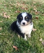 Small Photo #8 Australian Shepherd Puppy For Sale in ROBERTS, IL, USA
