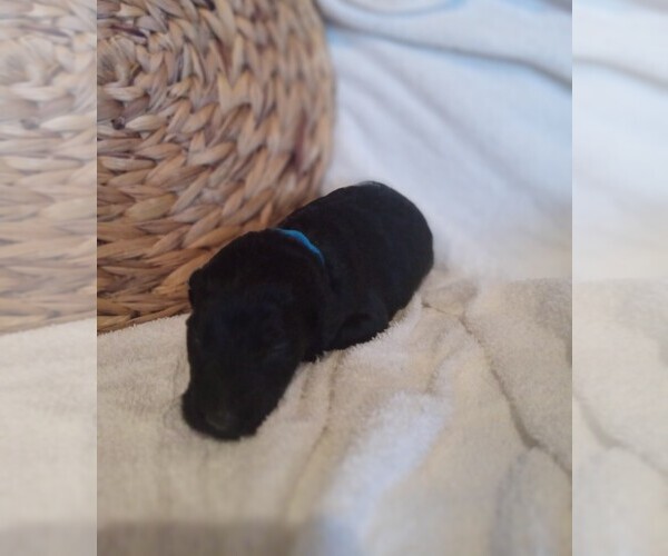 Medium Photo #2 Labradoodle Puppy For Sale in REA VALLEY, AR, USA