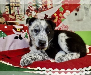 Australian Cattle Dog Puppy for sale in HAMMOND, IN, USA