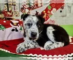 Image preview for Ad Listing. Nickname: Aust Cattledog
