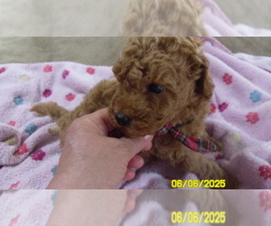Poodle (Toy) Puppy for sale in DULUTH, GA, USA