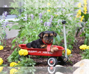 Yorkshire Terrier Puppy for sale in HUMBOLDT, IL, USA