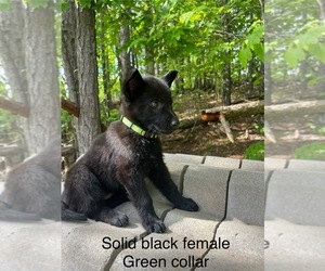 German Shepherd Dog Puppy for sale in WEST LIBERTY, KY, USA