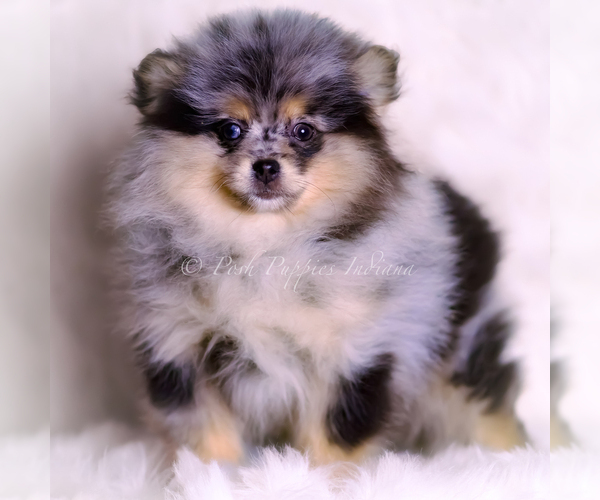 Medium Photo #94 Pomeranian Puppy For Sale in WARSAW, IN, USA