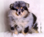 Small Photo #94 Pomeranian Puppy For Sale in WARSAW, IN, USA
