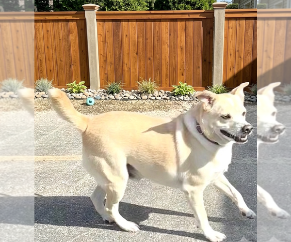 Medium Photo #2 Labbe Puppy For Sale in Genesee, WI, USA