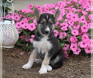 German Shepherd Dog-Siberian Husky Mix Puppy for sale in FREDERICKSBG, OH, USA