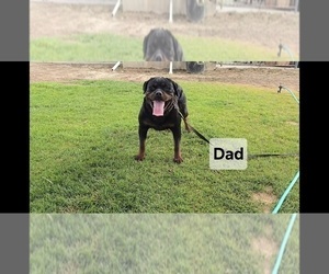 Father of the Rottweiler puppies born on 11/09/2025