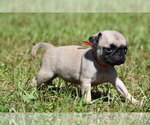 Small #2 Pug