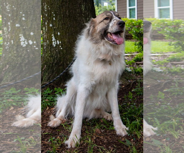 Medium Photo #5 Great Pyrenees Puppy For Sale in Spring, TX, USA