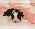 Small Photo #14 Australian Shepherd Puppy For Sale in STAFFORD, VA, USA